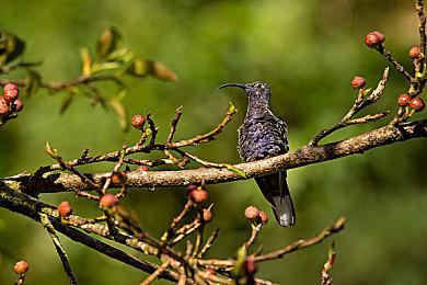 《索尼克大乱斗》确认登陆PC 新预告片展示模式